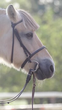 Harnessed Fjord horse head from side