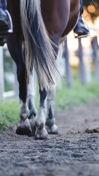Horses walking at late evening in slow motion