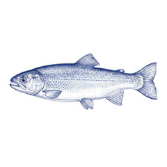 Obraz premium Detailed side profile of a trout rendered in deep blue pen and ink with intricate cross-hatching and stippling on a solid white background, scientific illustration