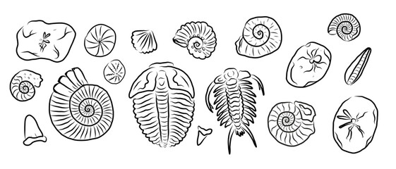 Hand drawn fossil collection with ammonites, trilobites, shells and prehistoric sea creatures. Paleontology vector line art set with vintage natural history elements. © Diana