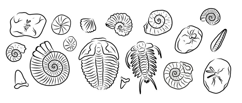 Hand drawn fossil collection with ammonites, trilobites, shells and prehistoric sea creatures. Paleontology vector line art set with vintage natural history elements.