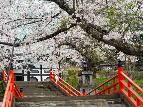 お寺の桜