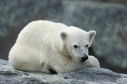 Eisb&auml;r / Polar bear / Ursus maritimus