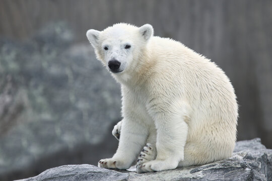 Eisb&auml;r / Polar bear / Ursus maritimus