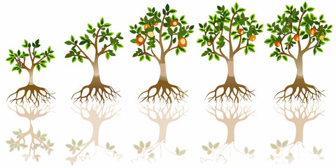 Fruit tree growth stages illustrated in a vector sequence © Bablu