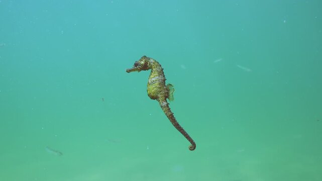 Beautiful seahorse swims in bluish-green water with school of black sea silversides (Atherina) in background. Sea Horse swimming in water column. An underwater scene with Black Sea marine animals.