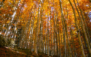 Obraz premium The secret whisper of trees painted red and orange