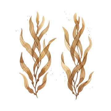 Watercolor illustration of two distinct brown kelp seaweed bunches with flowing, ruffled fronds in earthy tones, curving naturally on a transparent background, serene botanical study atmosphere