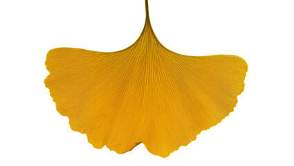 Fototapeta premium Isolated beautiful vibrant golden yellow autumn ginkgo biloba leaf, natural light studio shot