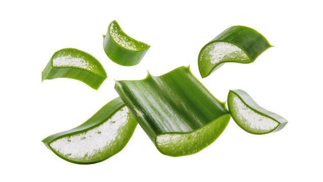 Isolated fresh aloe vera leaves and slices showing translucent gel, natural botanical ingredient