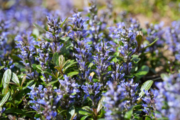 Obraz premium Vibrant Purple Flower bugleherb or bugleweed , Ajuga reptans Bloom Close-Up in a Lush Garden Setting with Bright Natural Light Emphasizing Spring Growth