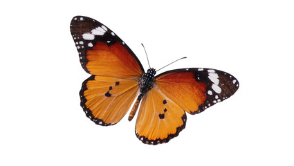 Isolated stunning orange butterfly with intricate wing patterns, majestic tropical insect close-up © Saoirse