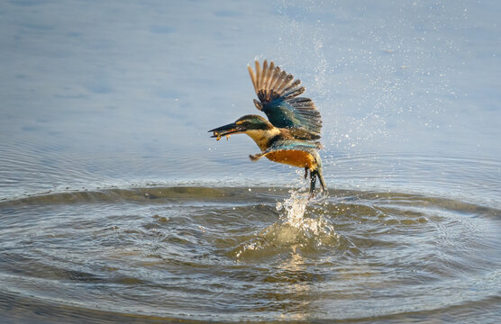 New Zealand Sacred Kingfisher emerges from the water, with a crab in beak.
