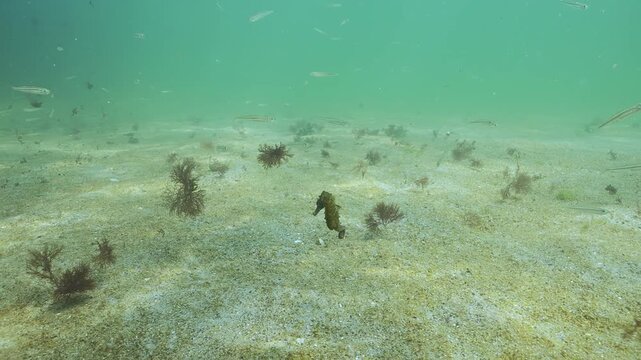 Seahorse swims ocer sandy seabed covered with rusty-brown slimy plaque, biofilm of microorganisms colony (microalgae), school of Black Sea Silversides (Atherina) swimming above Sea Horse