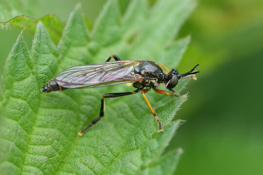 A close-up view of a long-bodied Common red-legged robberfly, Dioctria rufipes resting on a vibrant green leaf in nature