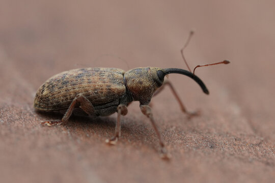Close up macro view of a brown and grey long-snouted Dorytomus longimanus weevil, a small beetle species, on a textured surface
