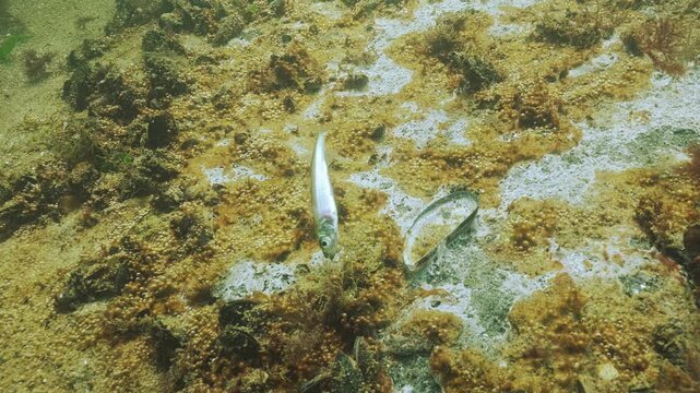 Big-scale Sand Smelt (Atherina boyeri) rests on bottom in eutrophication hotspot. Mycelium (marine mold) and blue-green algae with micro bubbles of gas (colonial cyanobacteria). Ecology Black Sea
