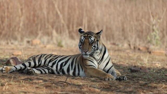 Bengal tiger resting, lying in sphinx pose, looking at camera, dry golden grass, deciduous forest, evening light - Panna National Park, Panna Tiger Reserve, Madhya Pradesh, India