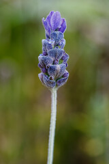 Fleur de lavande © Pascal Cointe