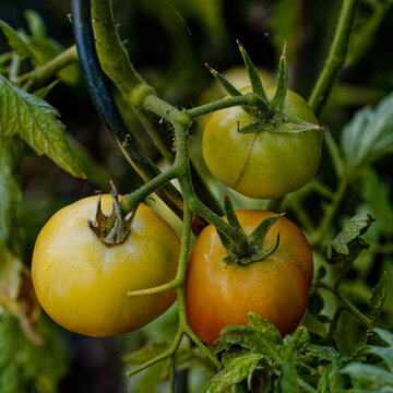 Tomates