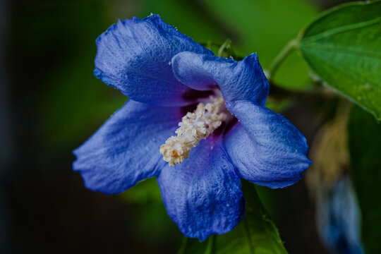 Fleur d'hibiscus