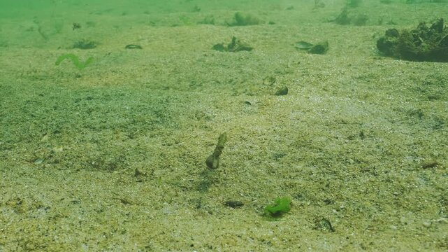 Pregnant male of seahorse swims over sandy bottom with rusty-brown biofilm of microalgae with multitude of tiny gas bubbles silvering in evening light. Underwater scene with coastal waters marine life