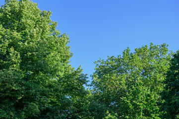 Fototapeta premium Lush green tree canopy against a clear vibrant blue sky on a sunny afternoon