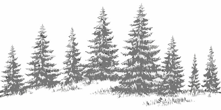 Evergreen Pine Trees Illustration With White Background