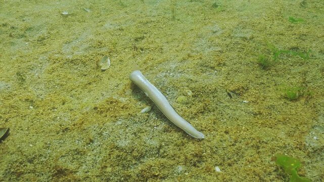Deceased Roche's snake blenny (Ophidion rochei) in zone of high eutrophication on sandy seafloor covered by thin, golden-brown layer of biofilm containing microorganisms and small gas bubbles