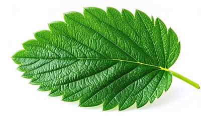Fototapeta premium Strawberry leaf isolated: A single fresh green strawberry leaf showing detailed jagged margins, isolated on a pure white background.