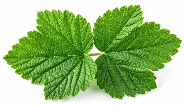 Currant leaves ribbing macro: A close-up photograph of green currant leaves emphasizing their prominent veins, isolated on white.