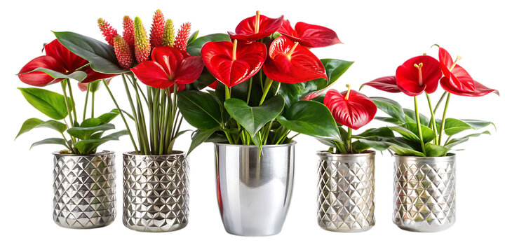 red tulips in a vase isolated on white background 