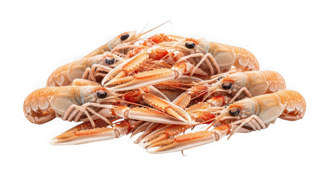 Group of raw frozen langoustines or scampi isolated on transparent background for market.