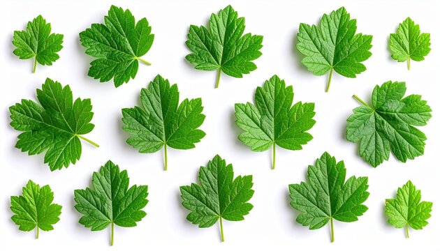 Gooseberry green leaves top view: A clean top view flat lay of several fresh green gooseberry leaves arranged naturally on white.
