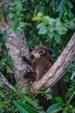 South American coati
wild animals in Iguazu, Argentina