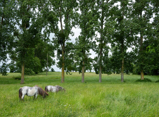 Fototapeta premium ponies in summer landscape of south normandy in france with farm and trees