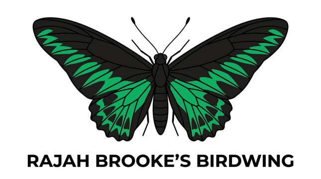 Rajah brooke's birdwing, Detailed Vector Illustration of a Vibrant Green and Black Tropical Butterfly Species Isolated on a Clean White Background