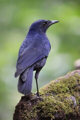 Obraz premium The Javan whistling thrush (Myophonus glaucinus) is a species of bird in the family Muscicapidae. It is found in Java and Bali. This photo was taken in Java island, Indonesia.