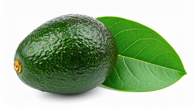 Avocado with leaf isolated: A whole fresh green avocado paired with a single vibrant green leaf, isolated on a white background.