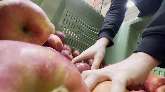 Close up hands sorting fresh apples inside grocery crate highlighting produce selection food quality inspection retail stocking and supermarket work routine daily