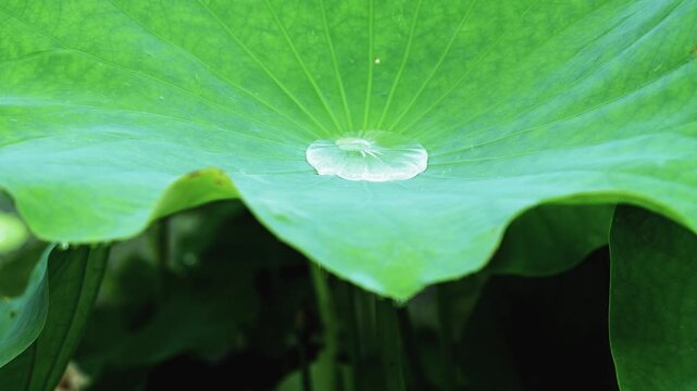 Rain-Wet Lotus Leaf with Water Droplet and Fresh Green Natural Background