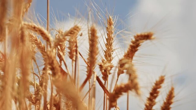 Cinematic low angle close-up of ripe golden wheat ears swaying against a bright blue sky with light clouds. Beautiful soft bokeh, daylight, and rich texture of the cereal crop.