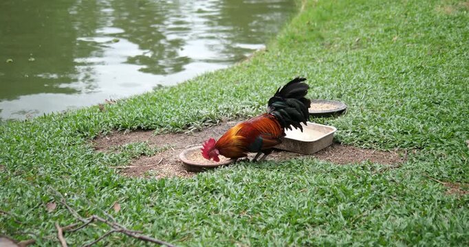 Beautiful bantam rooster pecking food from tray on green grass