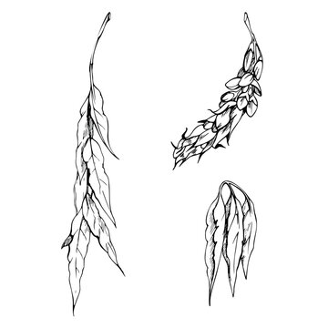 Feathered compound leaves of legume plants, ash tree, honey locust, wisteria flower bud. Isolated illustration hand drawn in vector ink. Plant identification, boutique logos, premium tea packaging