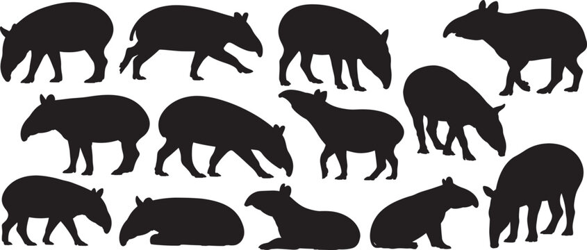 Silhouettes tapirs set, in various natural poses, including walking, grazing, lying down, and foraging, vector