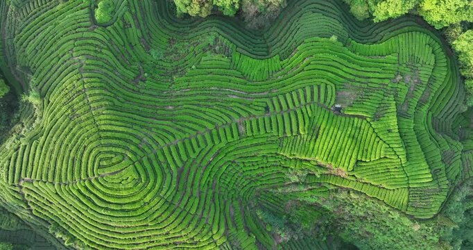 Aerial footage of beautiful tea crop terrace landscape in China