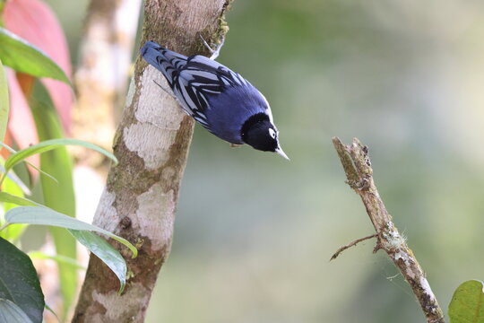 The blue nuthatch (Sitta azurea azurea) is a bird species in the nuthatch family Sittidae. This photo was taken in east Java, Indonesia.