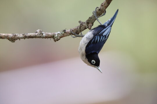 The blue nuthatch (Sitta azurea azurea) is a bird species in the nuthatch family Sittidae. This photo was taken in east Java, Indonesia.