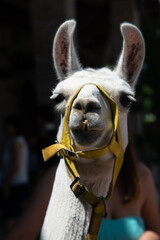 il lama  © tommypiconefotografo