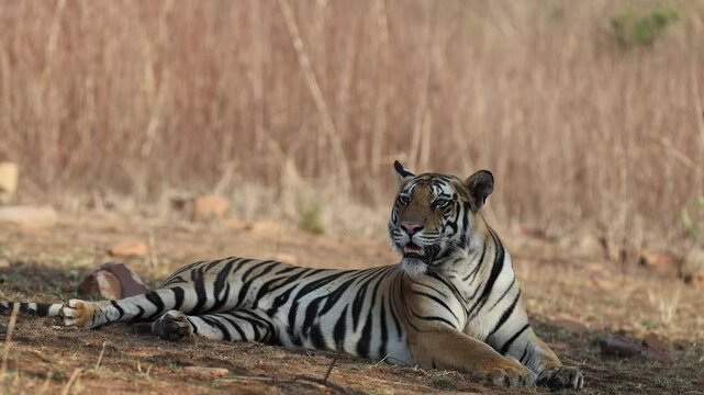 Bengal tiger resting, lying, head raised then turning, dry golden grass, deciduous forest - Panna National Park, Panna Tiger Reserve, Madhya Pradesh, India, 4K UHD wildlife footage
